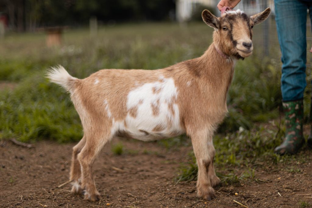 Copyright 2022 Dawson Gap Nigerian Dwarf Goat