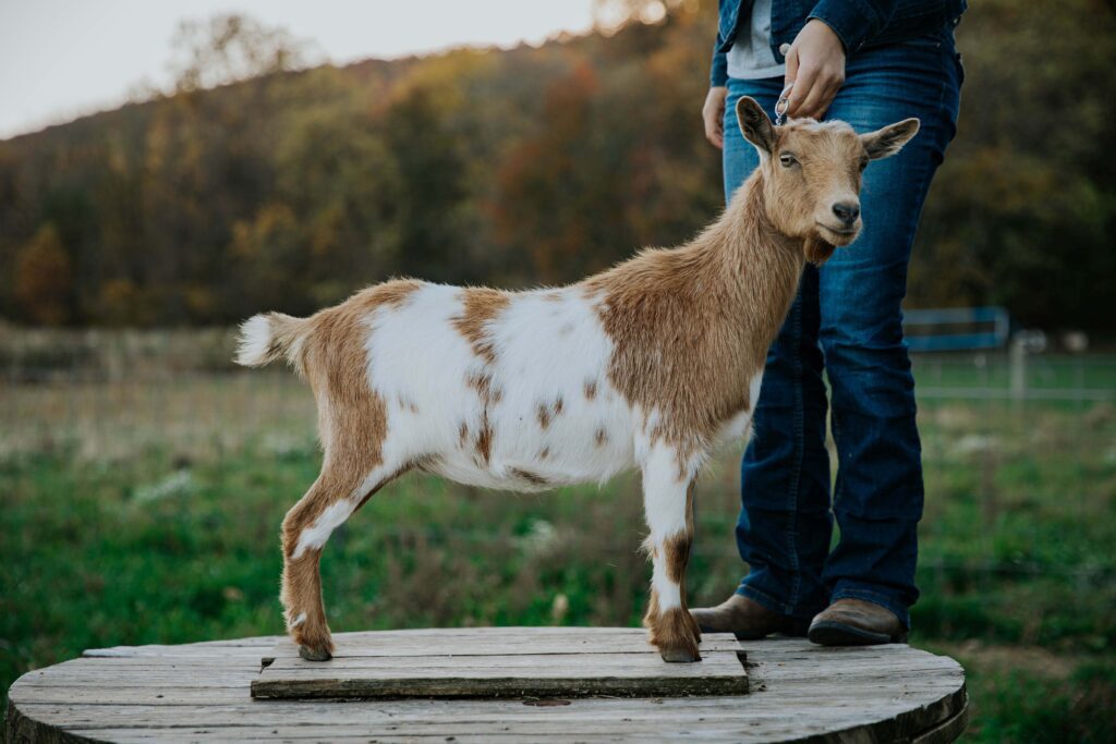 Copyright 2023 Dawson Gap Nigerian Dwarf Goat