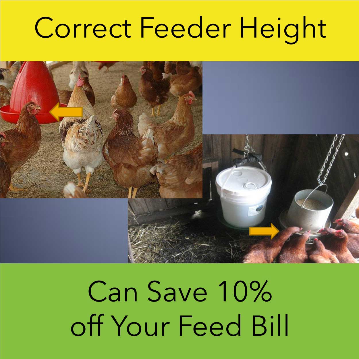 Save Money On the Profitable Farm While Feeding Your Chickens Dawson