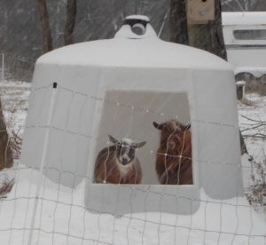 Goats inside a minidome in the snow
